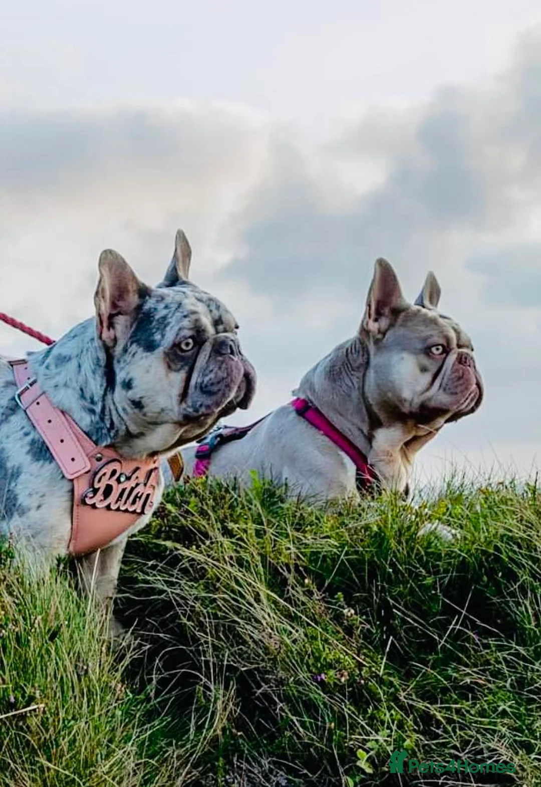 French Bulldog dogs for stud: New Shade Isabella Pied French Bulldog Stud Proven in Gunnislake - Advert 12