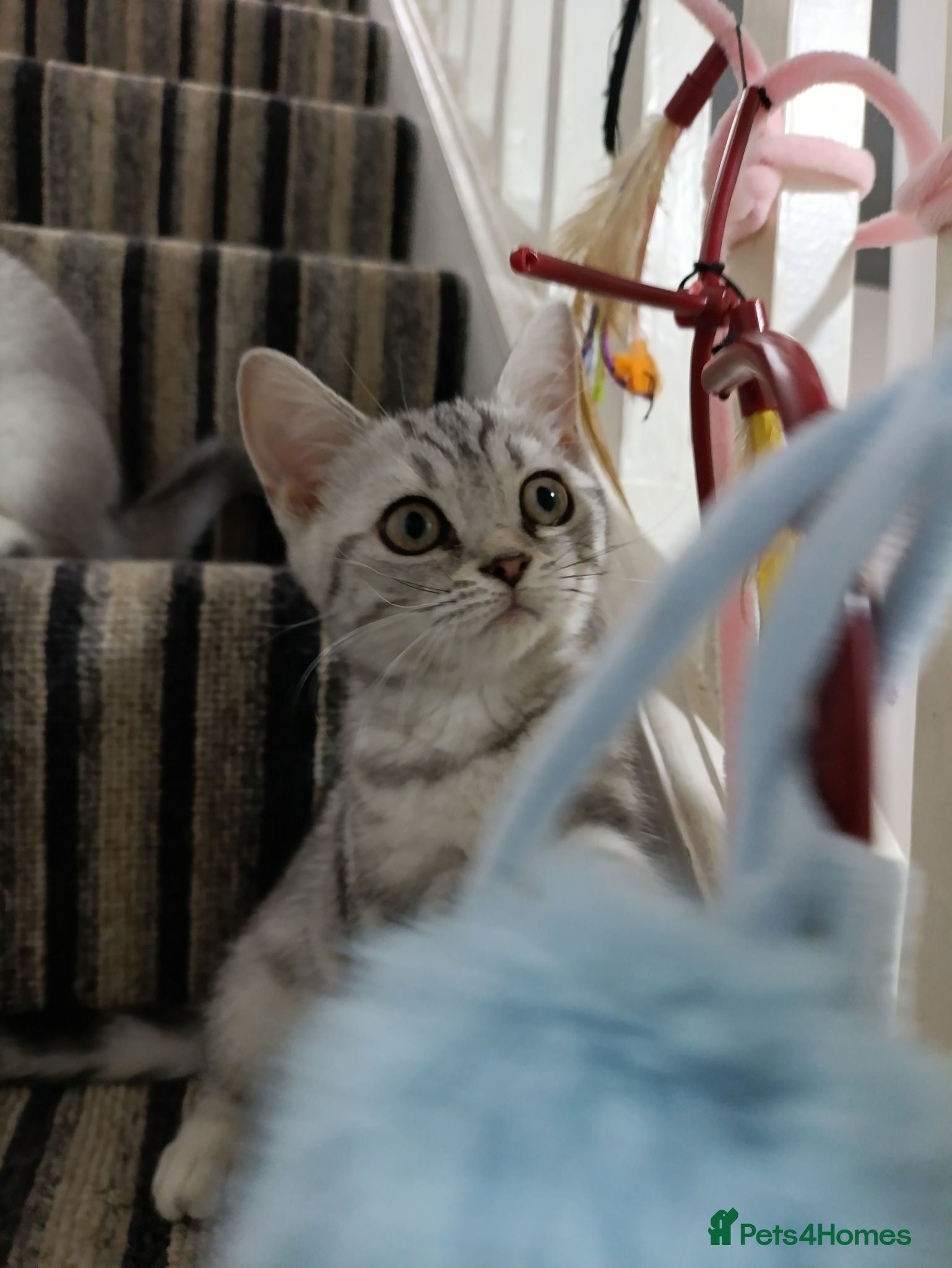 British Shorthair cats Lovely kittens  - Advert 2