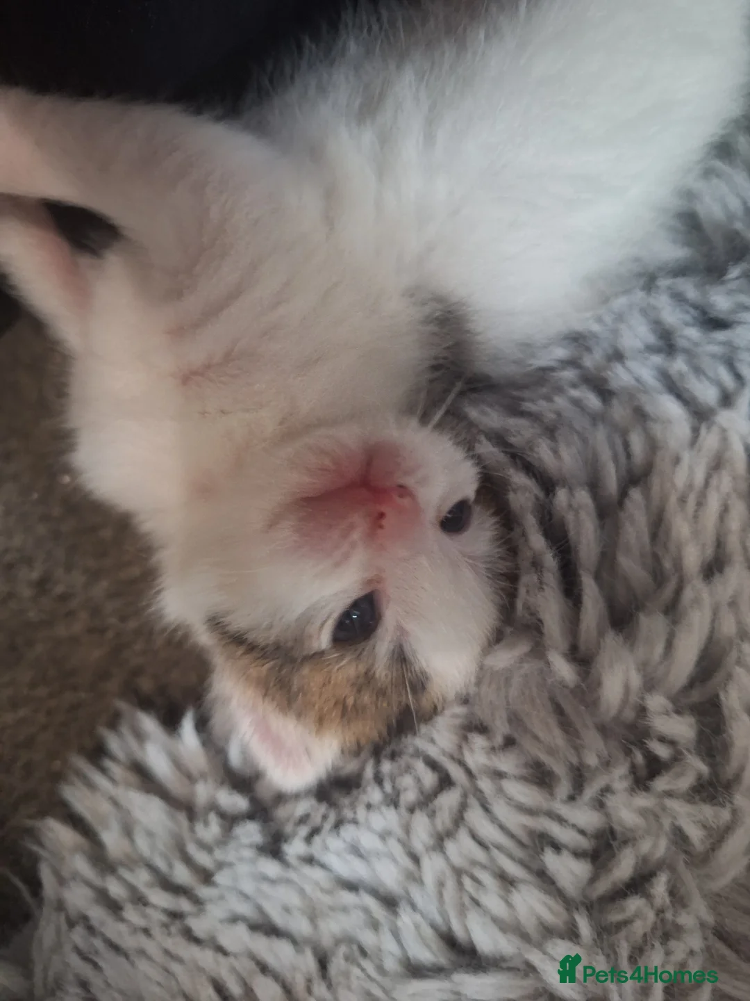 Mixed Breed cats for sale: 3 beautiful boys  - Advert 2