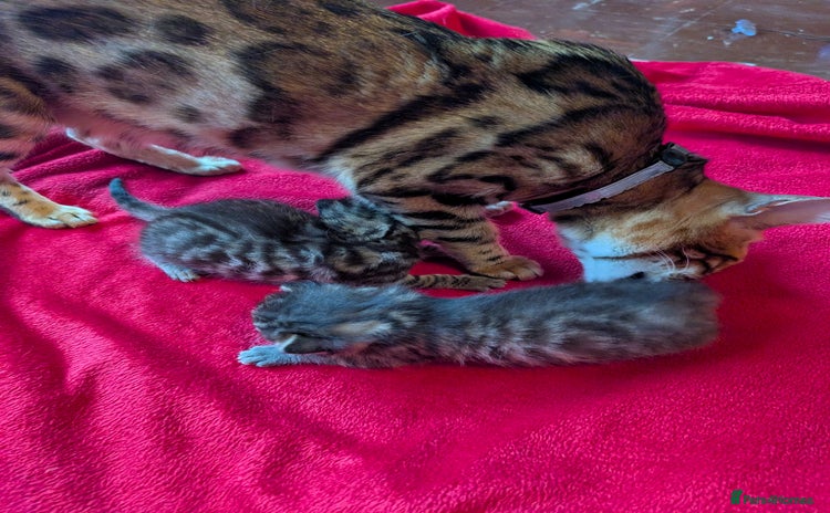 Bengal cats - Advert 2