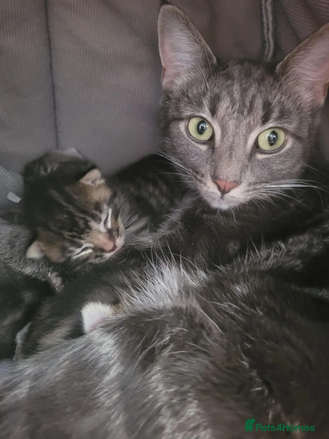 Mixed Breed cats for sale: Beautiful girl tabbies - Advert 2