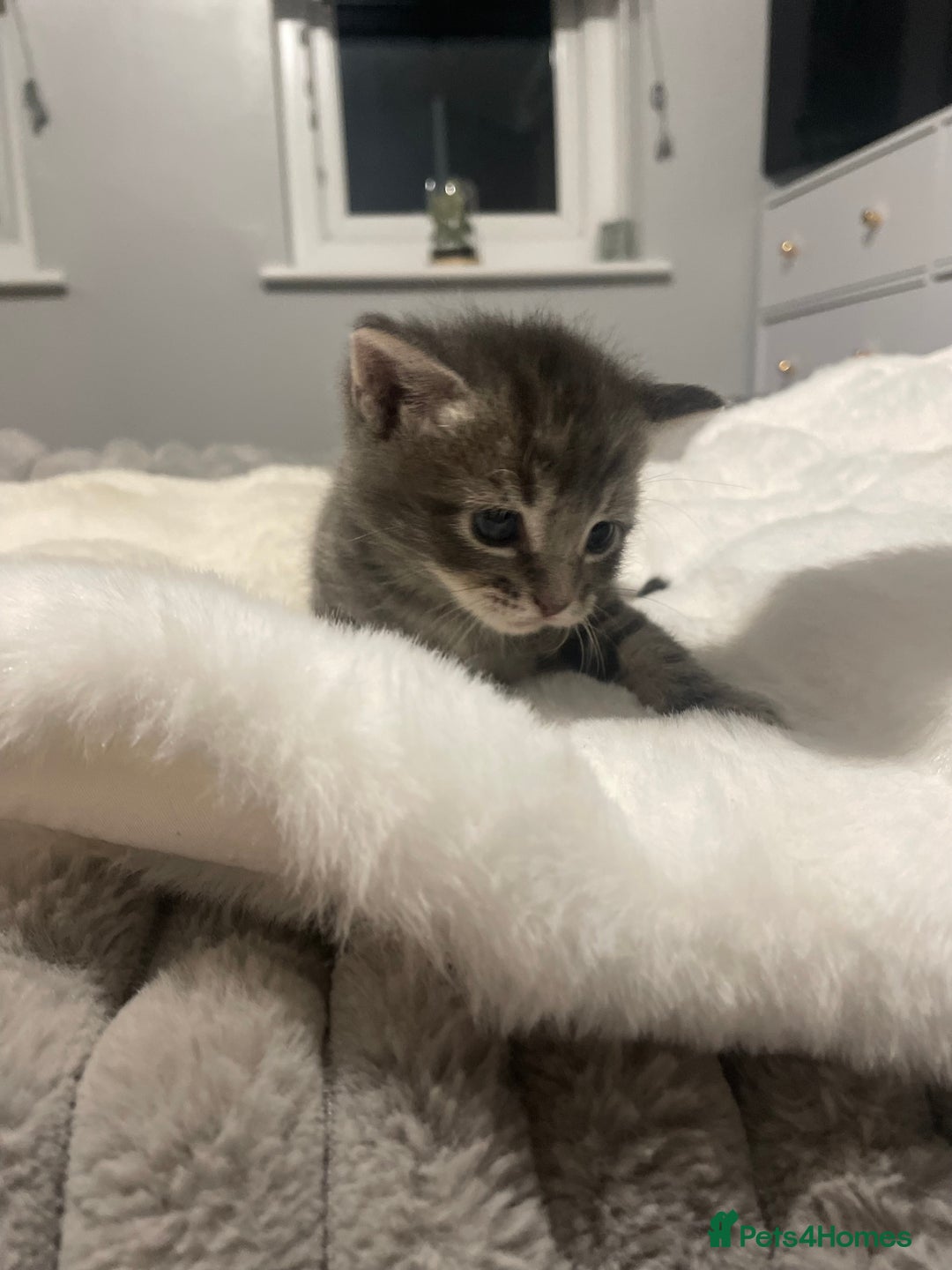 Mixed Breed cats for sale: Main Coon cross - Advert 5