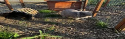 Mini Lop rabbits for sale: 🩷🩵 Lilac Tort and harlequin mini lops 🩵🩷 - Advert 11