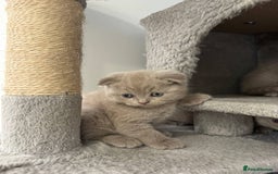 Scottish Fold cats for sale: Amazing Lilac Scottish Fold Kittens - Image 5