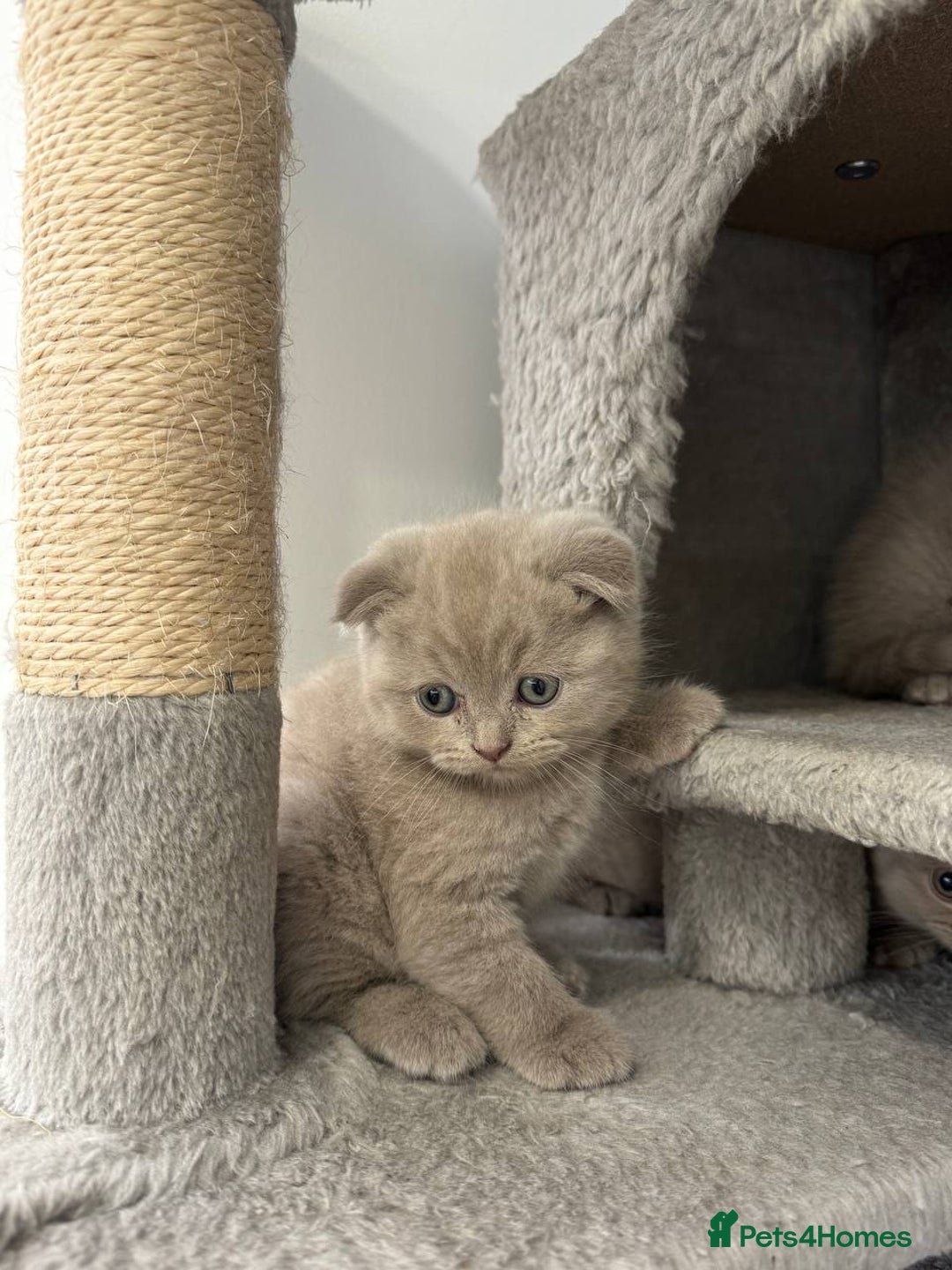 Scottish Fold cats for sale: Amazing Lilac Scottish Fold Kittens - Image 5