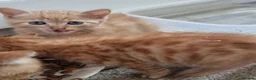 Mixed Breed cats for sale: Beautifull kittens  - Advert 7