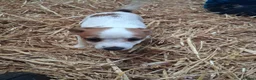 Jack Russell dogs for sale: Ideal working or family Jack russel pups in Northampton - Advert 5