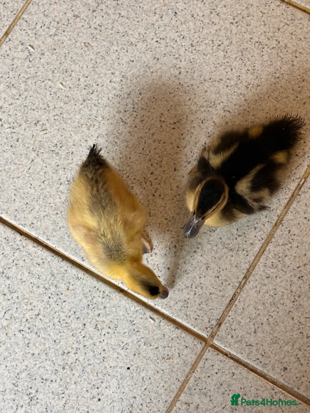 Ducks poultry for sale: 2 Healthy & Friendly Ducks – Bought from Farm in London - Advert 3