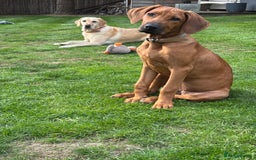Rhodesian Ridgeback dogs for sale: Rhodesian Ridgeback Puppy Female - Image 2