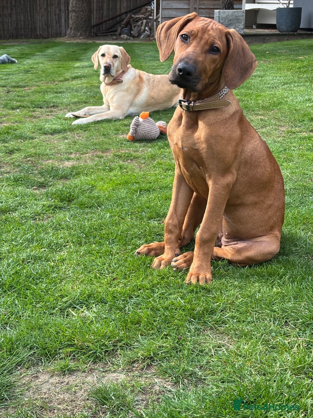 Rhodesian Ridgeback dogs for sale: Rhodesian Ridgeback Puppy Female - Image 2