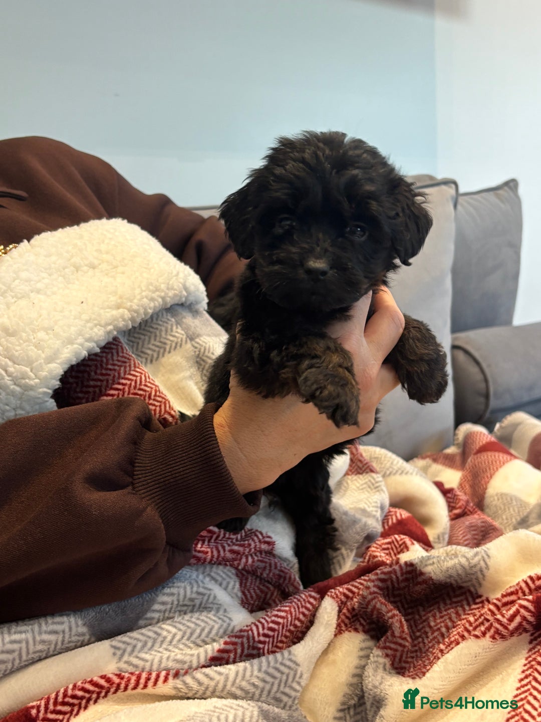 Cockapoo dogs for sale: F1 cockapoos - Advert 2