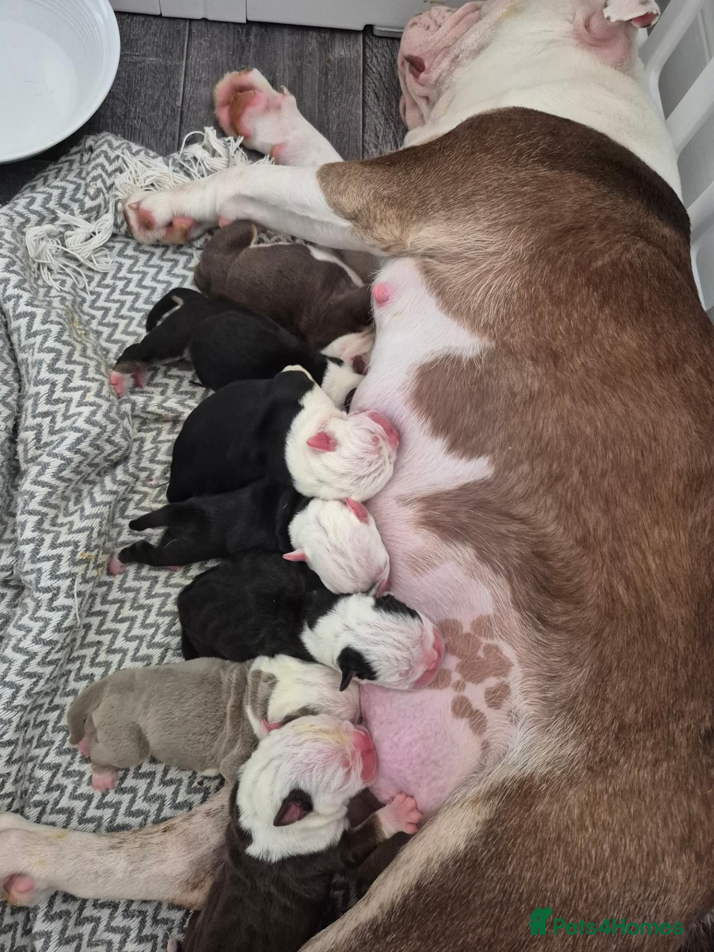 Olde English Bulldogge dogs 6 Olde English Bulldog puppies - Advert 4