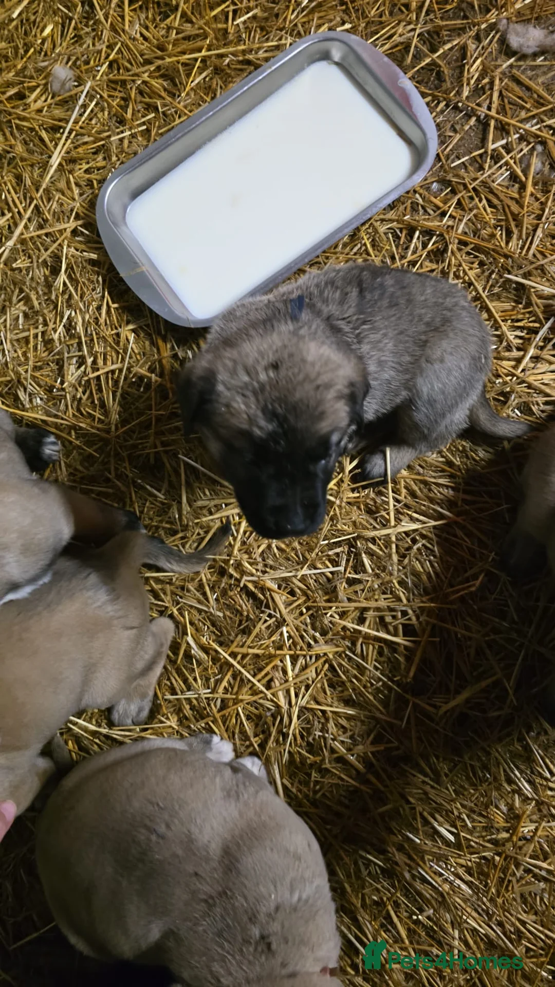 Anatolian Shepherd dogs for sale: Beautiful litter 5 girls left  - Advert 22