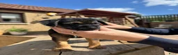 Border Terrier dogs for sale: Magnificent quality border terriers  - Advert 13