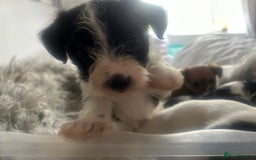 Jackapoo dogs for sale: 4 beautiful jackapoo boys - Image 8