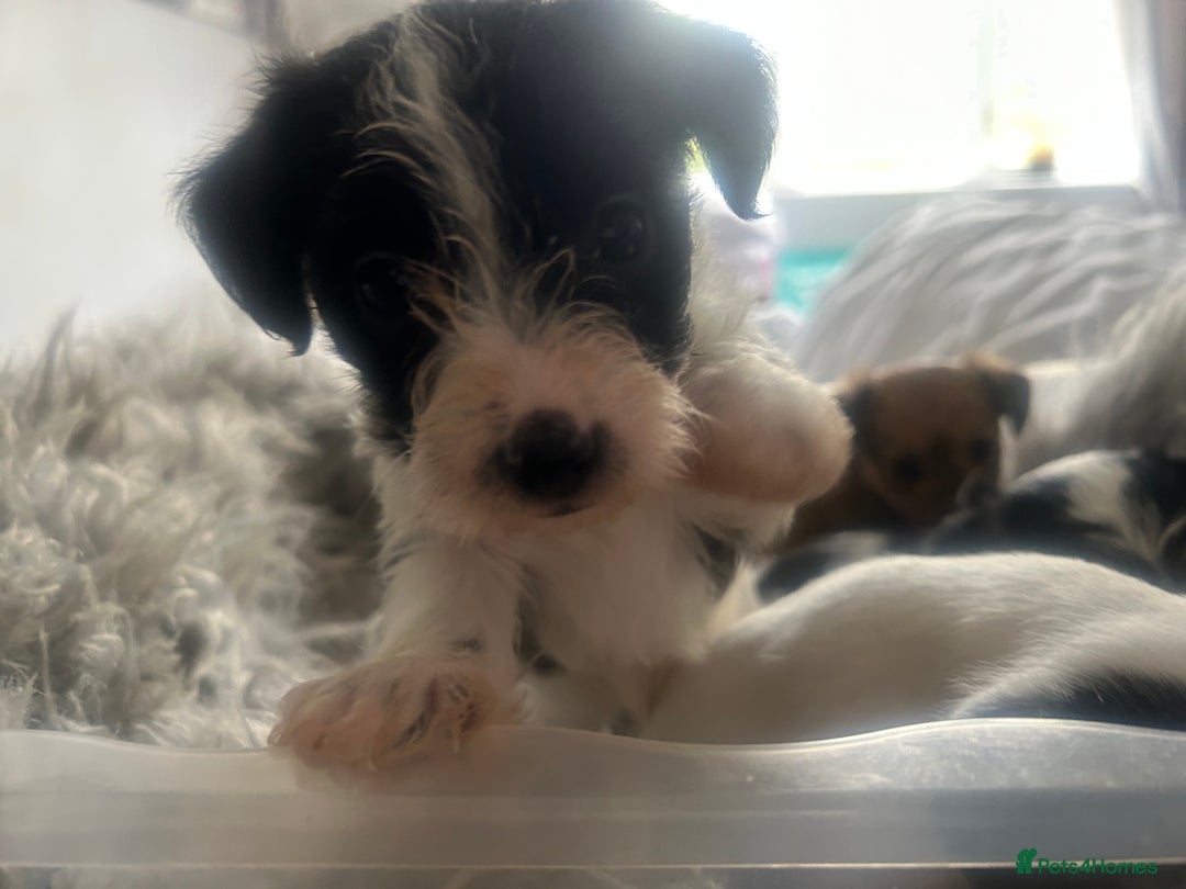 Jackapoo dogs for sale: 4 beautiful jackapoo boys - Image 8