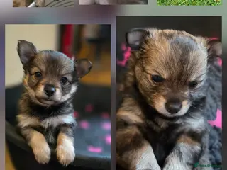 German Spitz dogs Beautiful precious Babies in Stroud - Advert 4