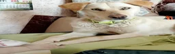 Mixed Breed dogs for sale: Looking for his new home and loving people - Advert 8