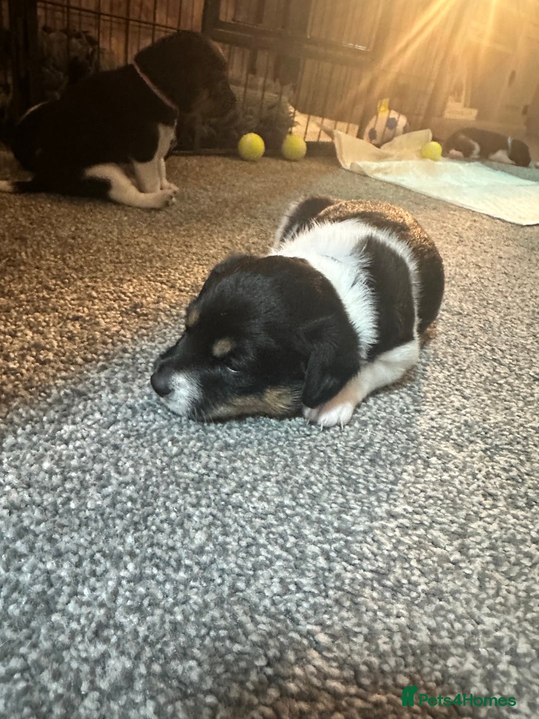 Jack Russell dogs for sale: Stunning Jack Russell puppies  - Image 4