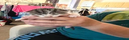 British Shorthair cats for sale: Kitten’s  in Darlington - Advert 13