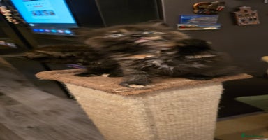 Maine Coon cats - Advert 14