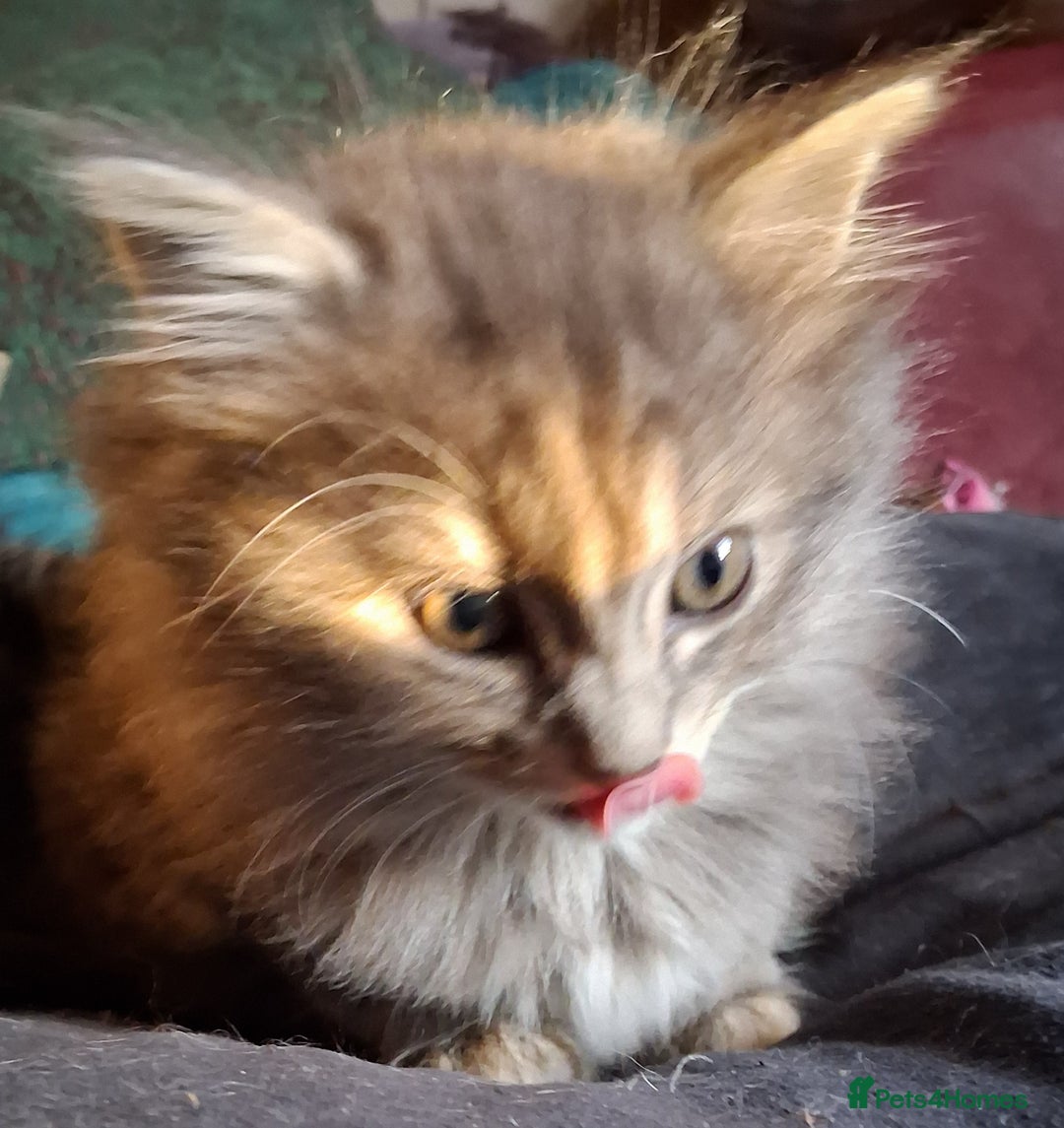 Mixed Breed cats for sale: AWESOME FLUFFY CHUNKY NORWEGIAN FOREST CAT X - Advert 11