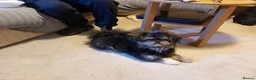 Mixed Breed dogs for sale: Male  pomeranian x - Advert 11