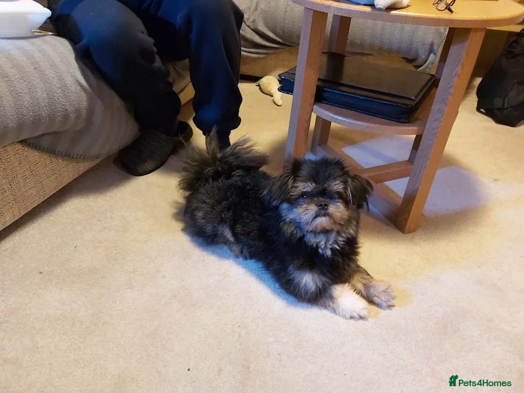 Mixed Breed dogs for sale: Male  pomeranian x - Advert 11