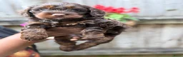 Mixed Breed dogs for sale: Cockapoo x Chihuahua mix puppies 🐶  - Advert 5