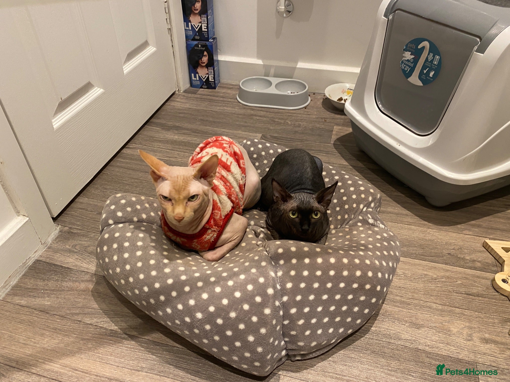 Sphynx cats 😍4years old Sphynx  - Advert 1