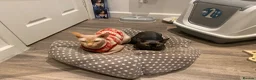Sphynx cats for sale: 😍4years old Sphynx  - Advert 1