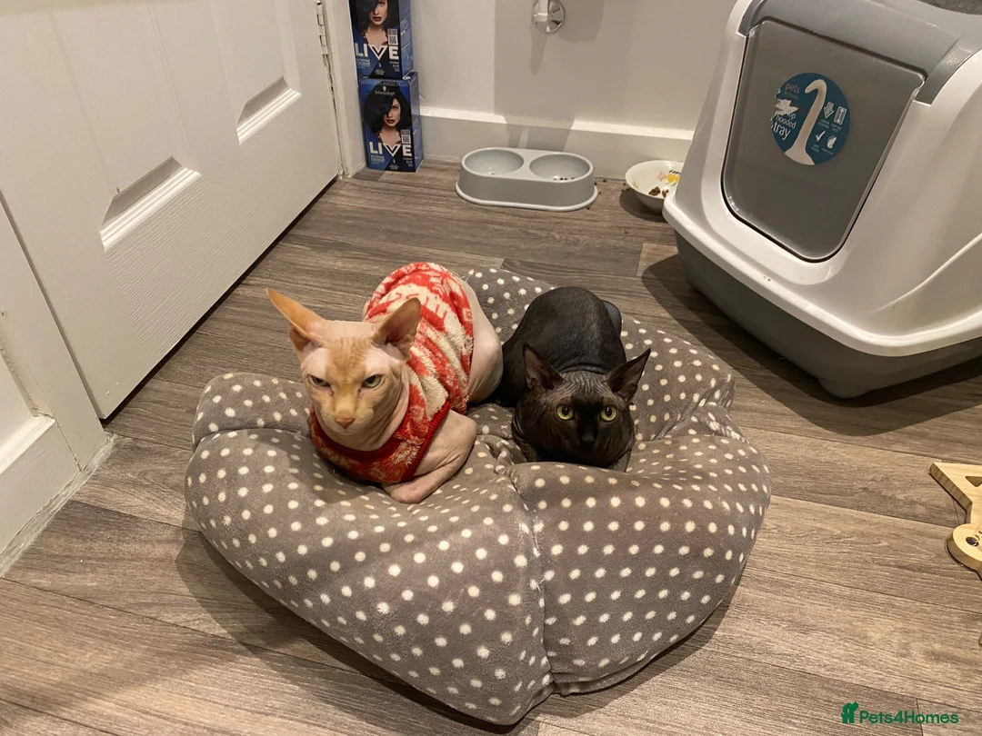Sphynx cats for sale: 😍4years old Sphynx  - Advert 1