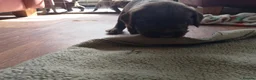 Sprocker dogs for sale: F1 sprocker puppies - Advert 27