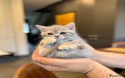 British Shorthair cats for sale: British shorthair hair kittens  - Image 16
