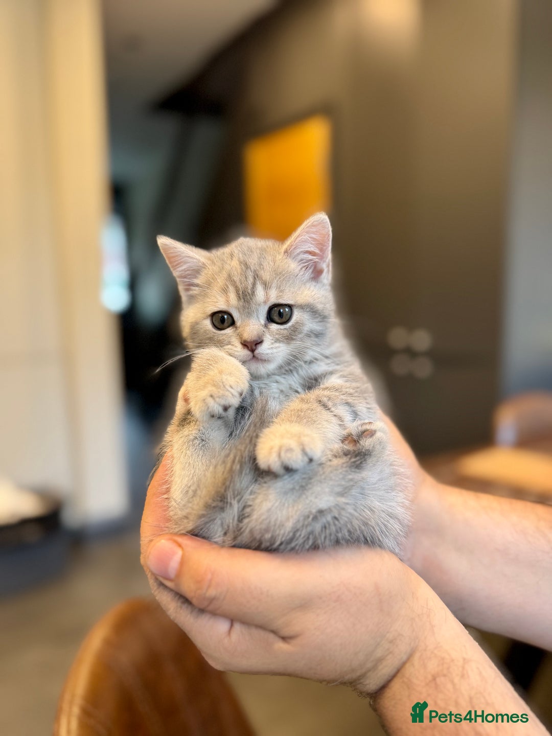 British Shorthair cats for sale: British shorthair hair kittens  - Image 16