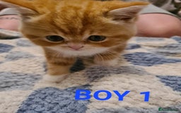 Persian cats for sale: Beautiful Persian X BSH Kittens  - Image 12