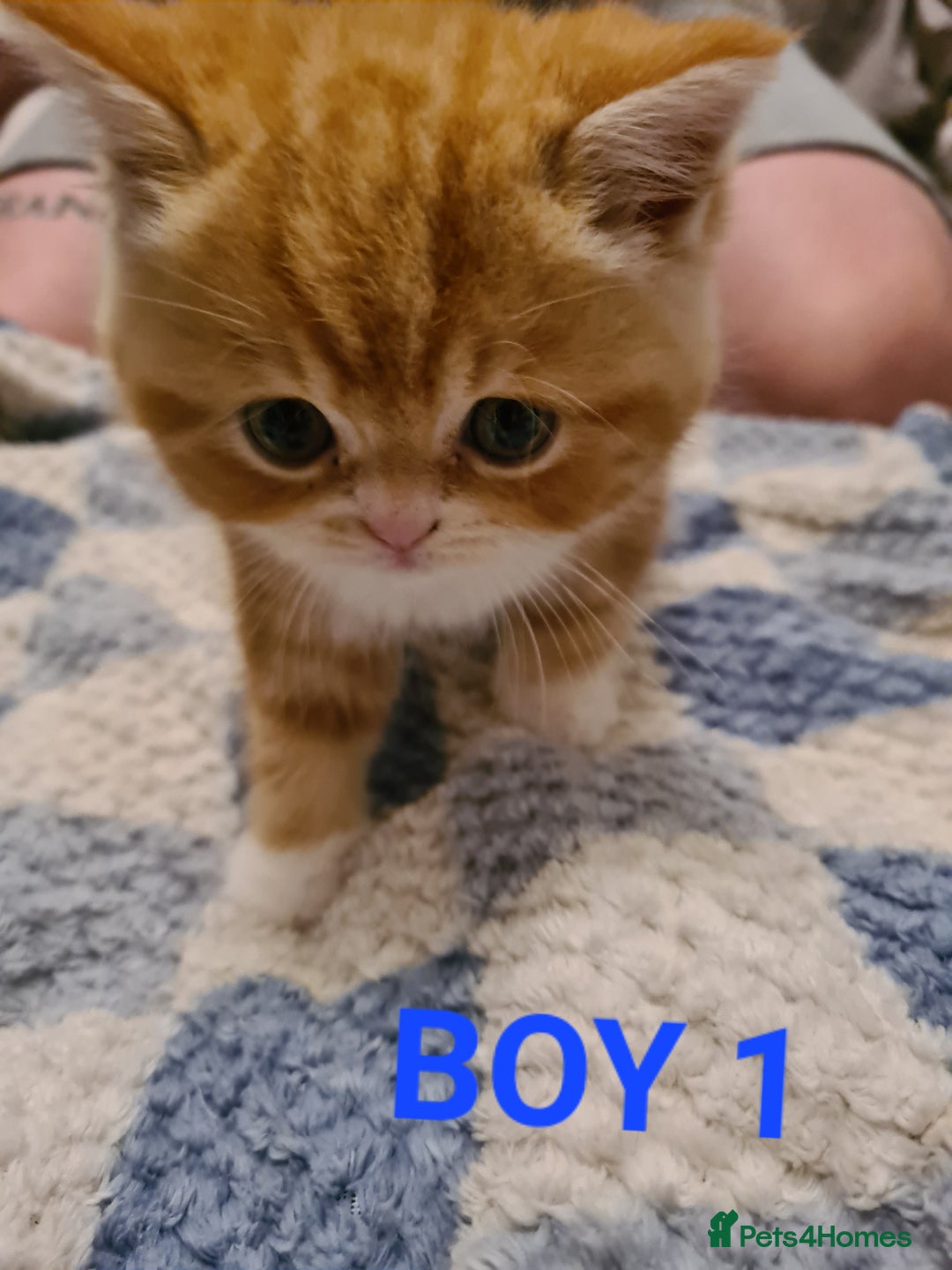 Persian cats for sale: Beautiful Persian X BSH Kittens  - Image 12