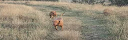 Hungarian Vizsla dogs for sale: Beautiful Hungarian Vizsla Puppies 4 Girls 2 Boys - Advert 5