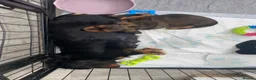 Miniature Dachshund dogs for sale: 6 miniature longhaired dachshund -  - Advert 2