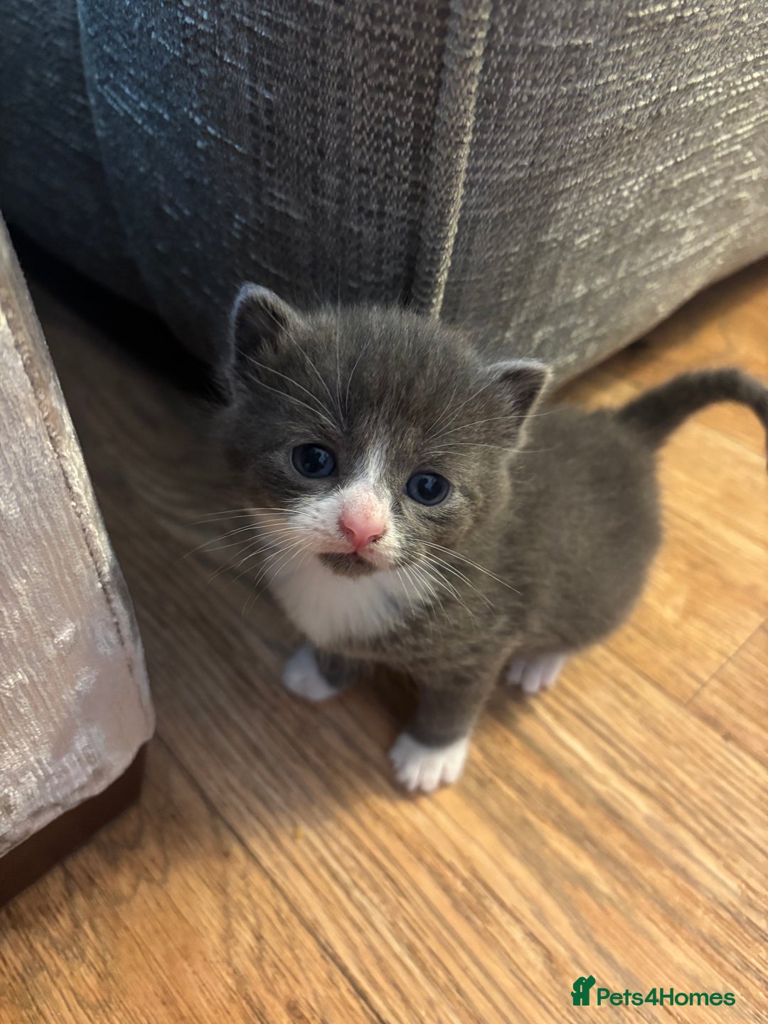Mixed Breed cats for sale: Beautiful kittens looking for forever home  - Image 5
