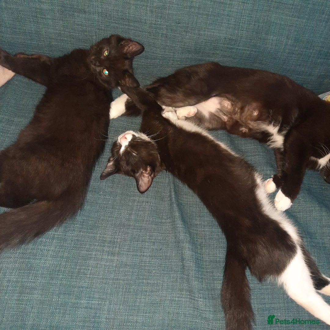 European cats for sale: Lovely kitten - Image 6