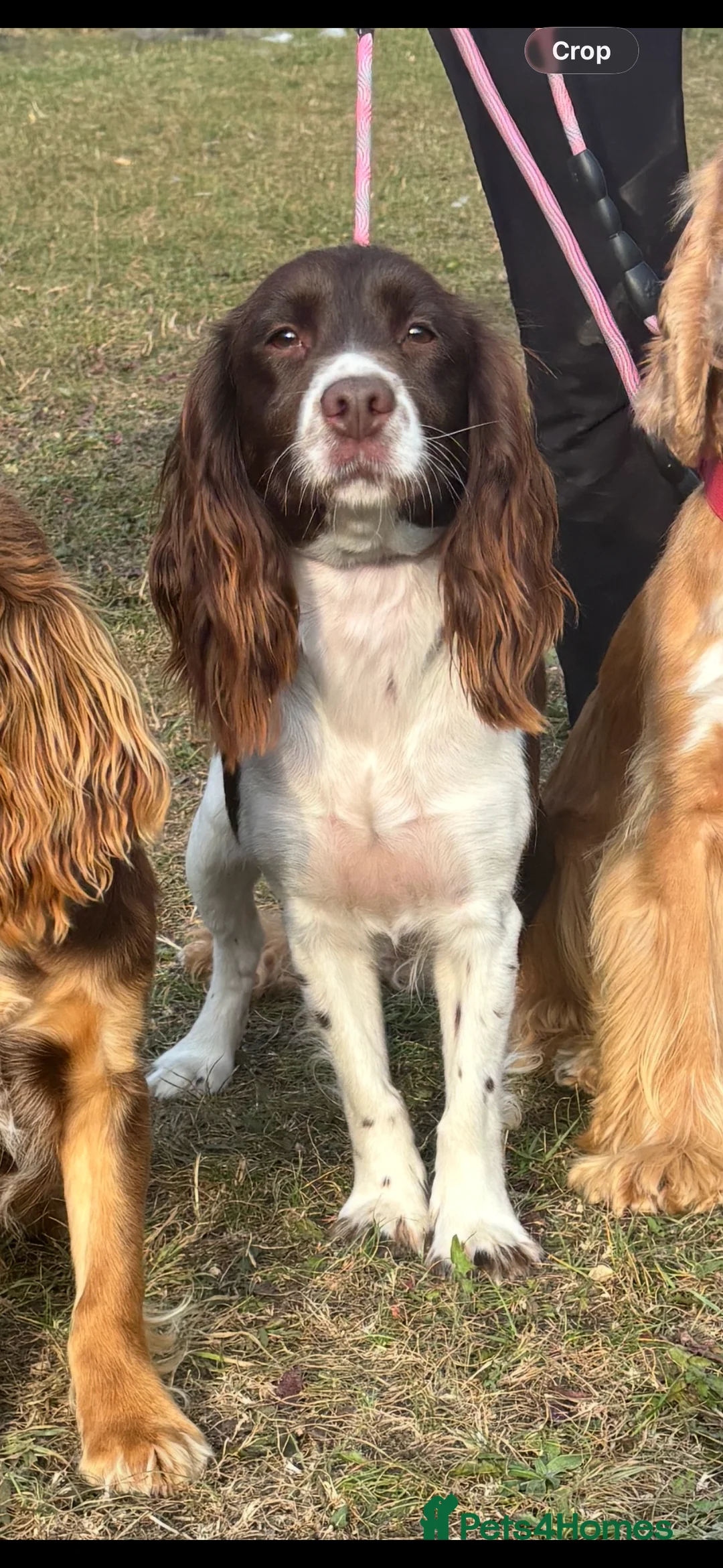 Cocker Spaniel dogs for sale: ✨ Cocker Spaniel Puppies ✨ - Advert 4