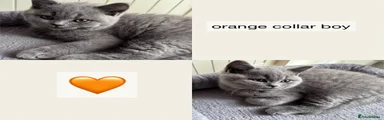Orange boy