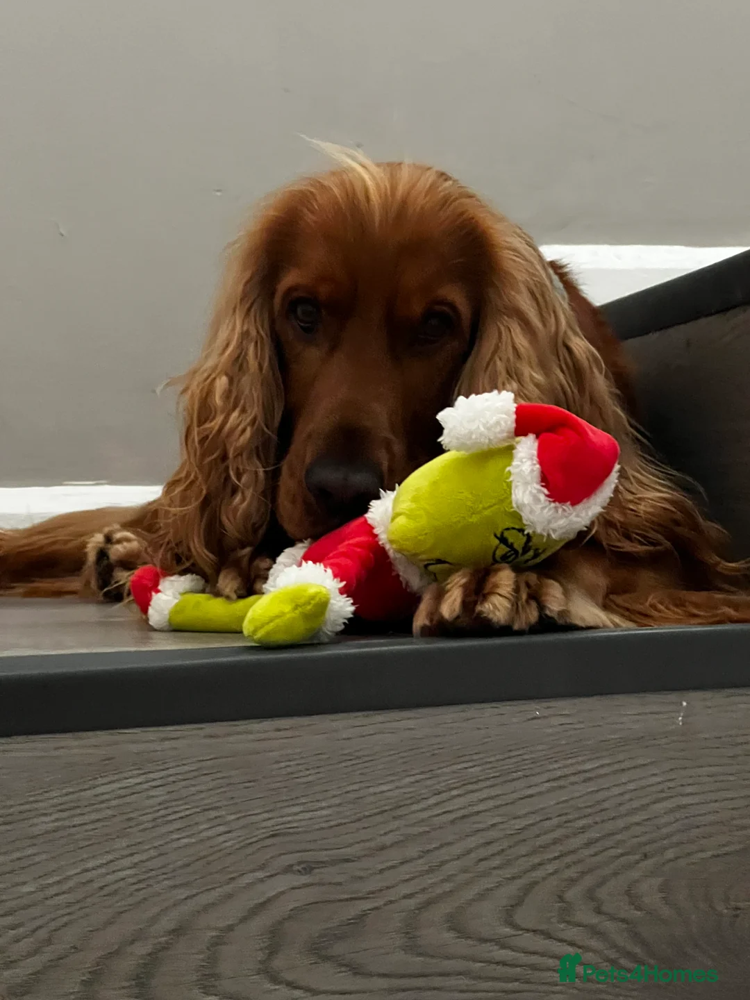 Cocker Spaniel dogs for sale: Please read Beautiful show cocker - Advert 2