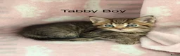 Maine Coon cats for sale: Maine Coon Cross Kittens  - Advert 7