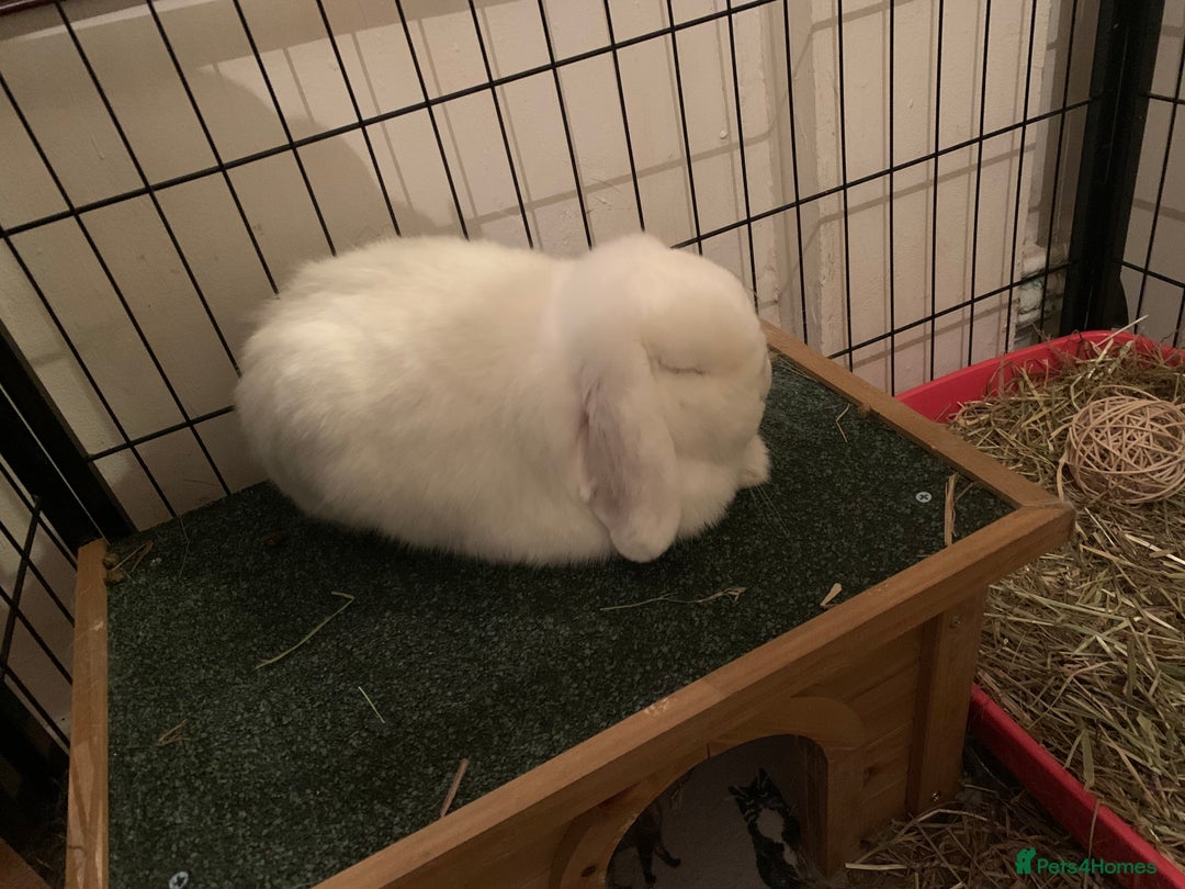 Mini Lop rabbits for sale: Piglet, Stanley and freddy - Advert 8
