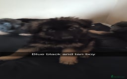 German Shepherd dogs for sale: German Shepherd puppies - Image 19