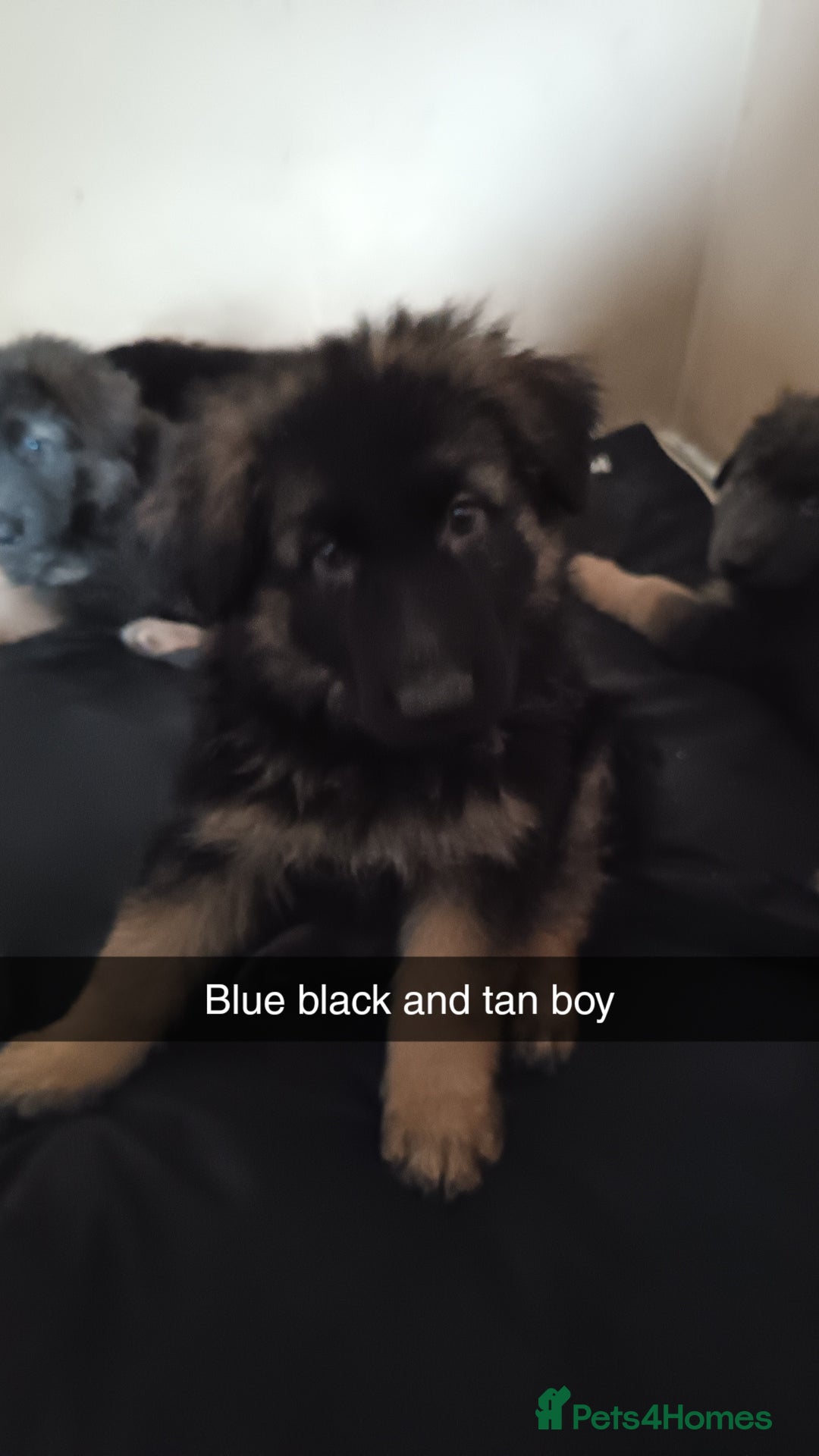 German Shepherd dogs for sale: German Shepherd puppies - Image 19