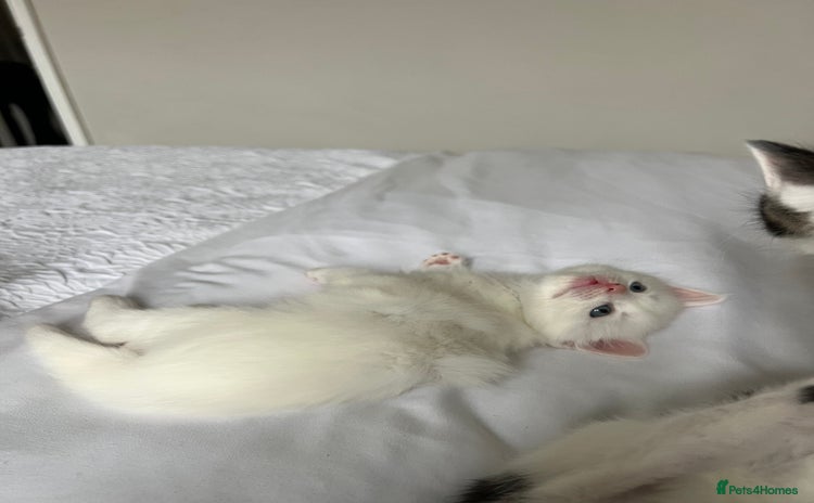 Domestic Shorthair cats - Advert 1
