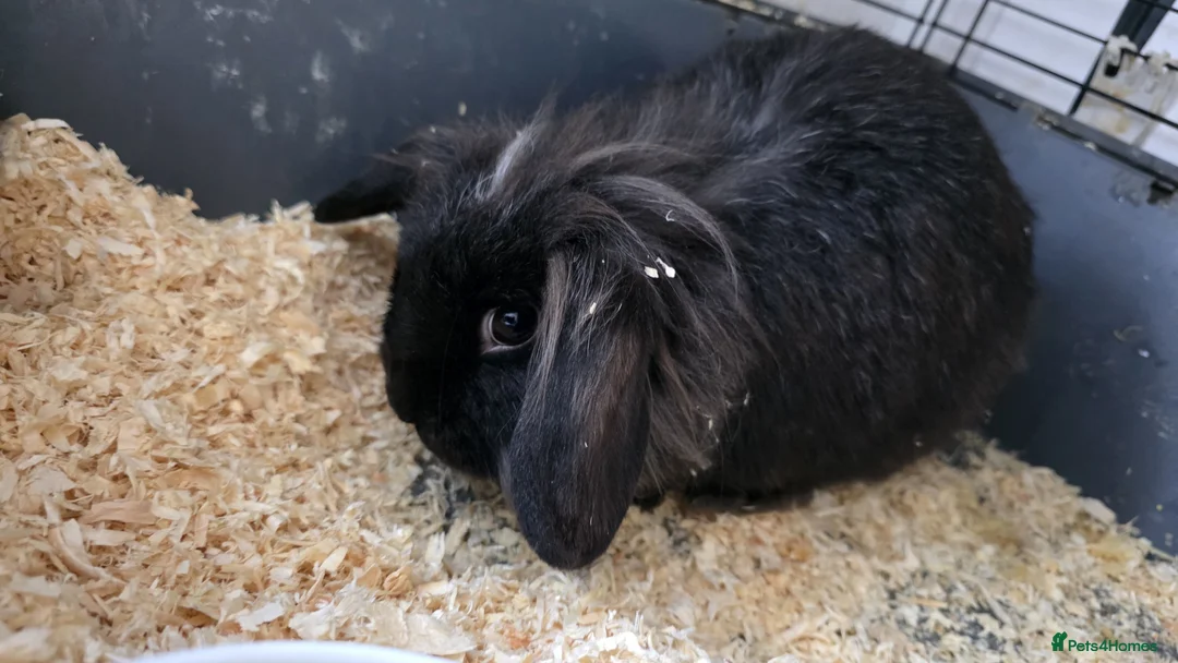 Mini Lion Lop rabbits for sale: 3 rabbits for sale £10 each PLEASE READ for info - Advert 8